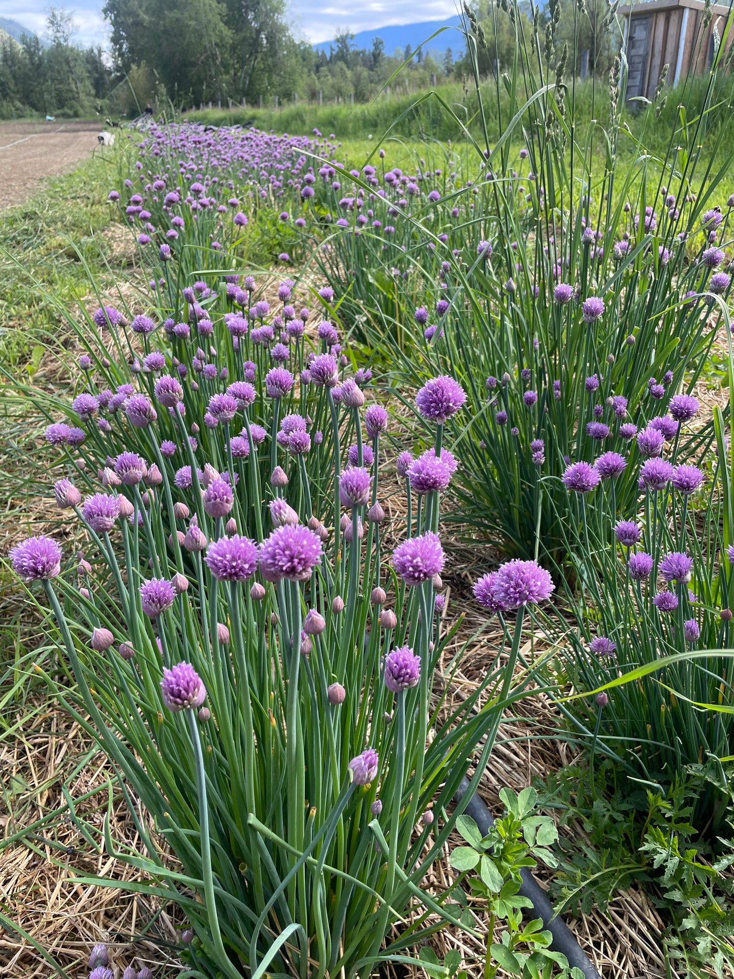 Herb - Chive Bunch, Transitional Organic - BC