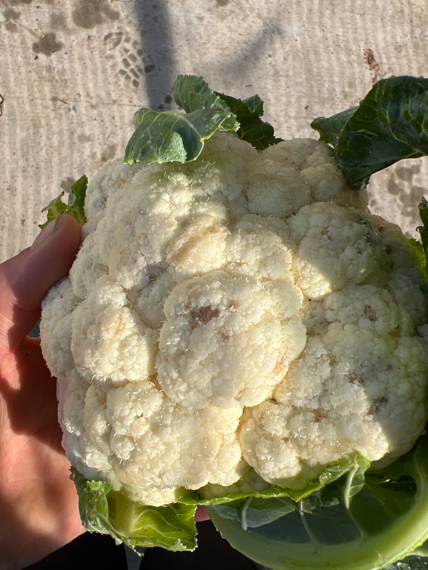 zz - IMPERFECT Cauliflower - Certified Organic - BC