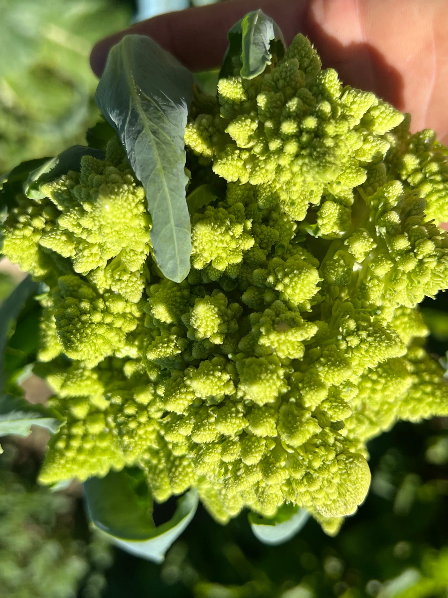 Cauliflower, Romanesco - Certified Organic -BC