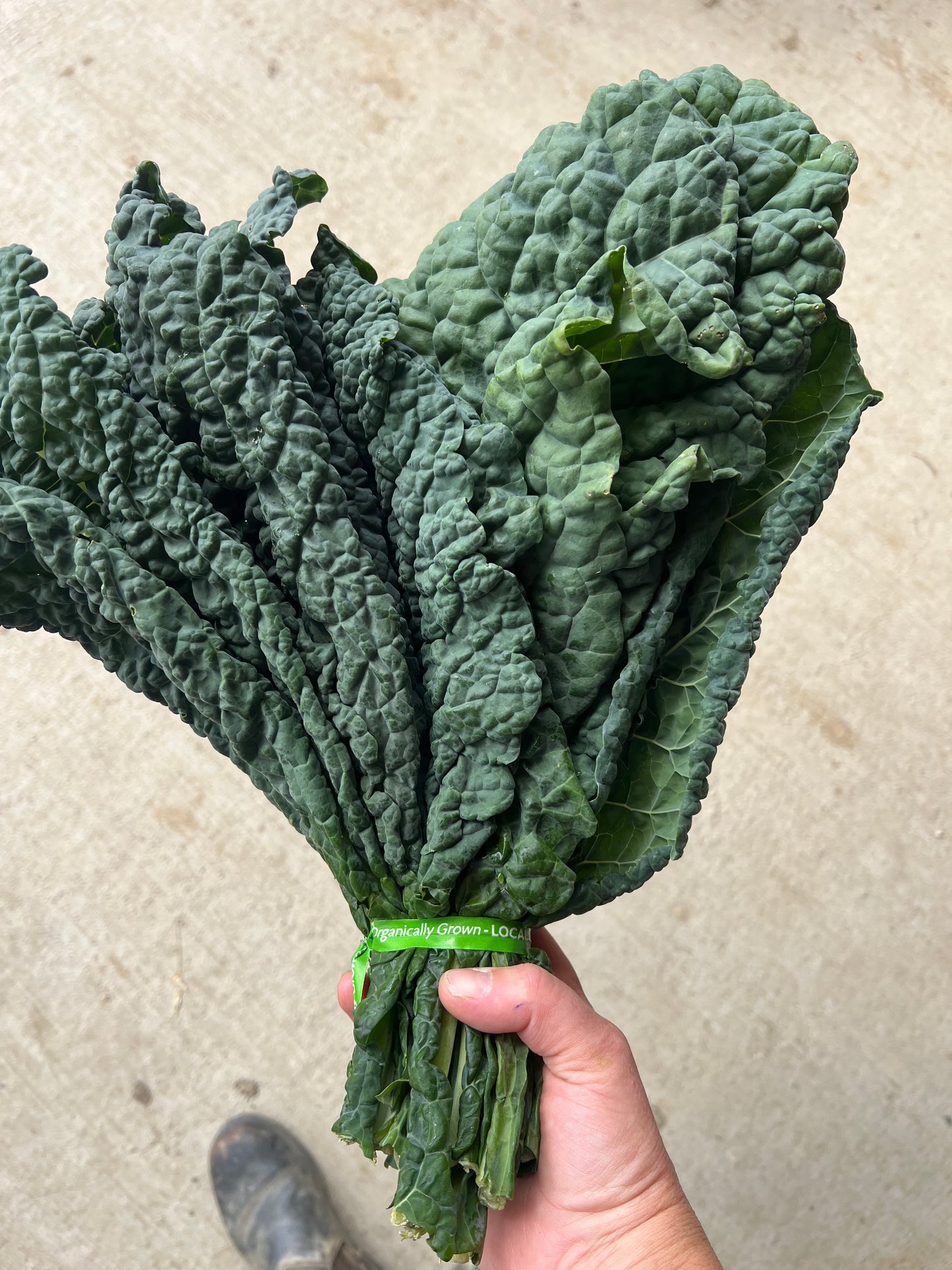 Kale, Black/Lacinato, Certified Organic - BC