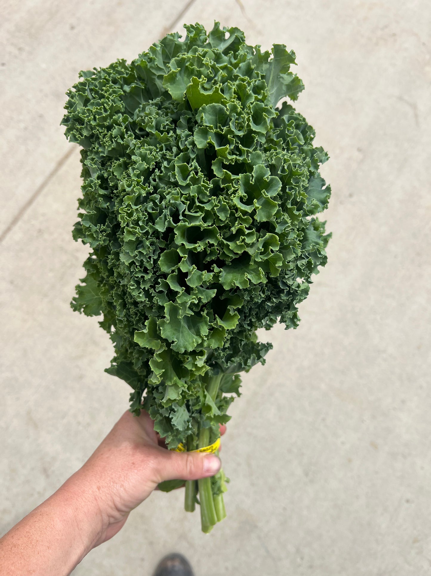 Kale, Green/Curly - Certified Organic - BC