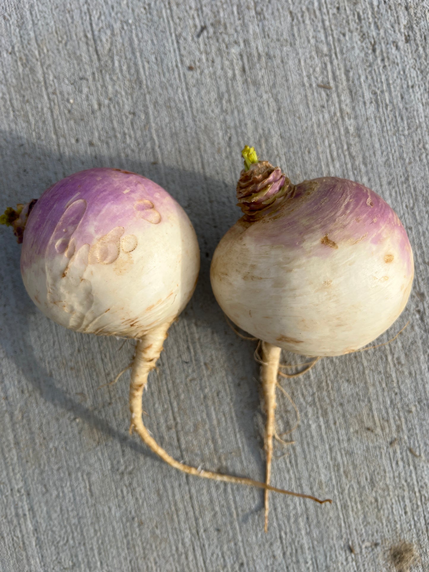 Turnips, Purple Top (1.5lbs) - Certified Organic - BC