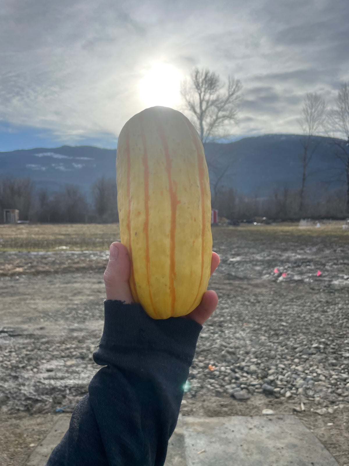 Squash, Delicata x2 - Certified Organic