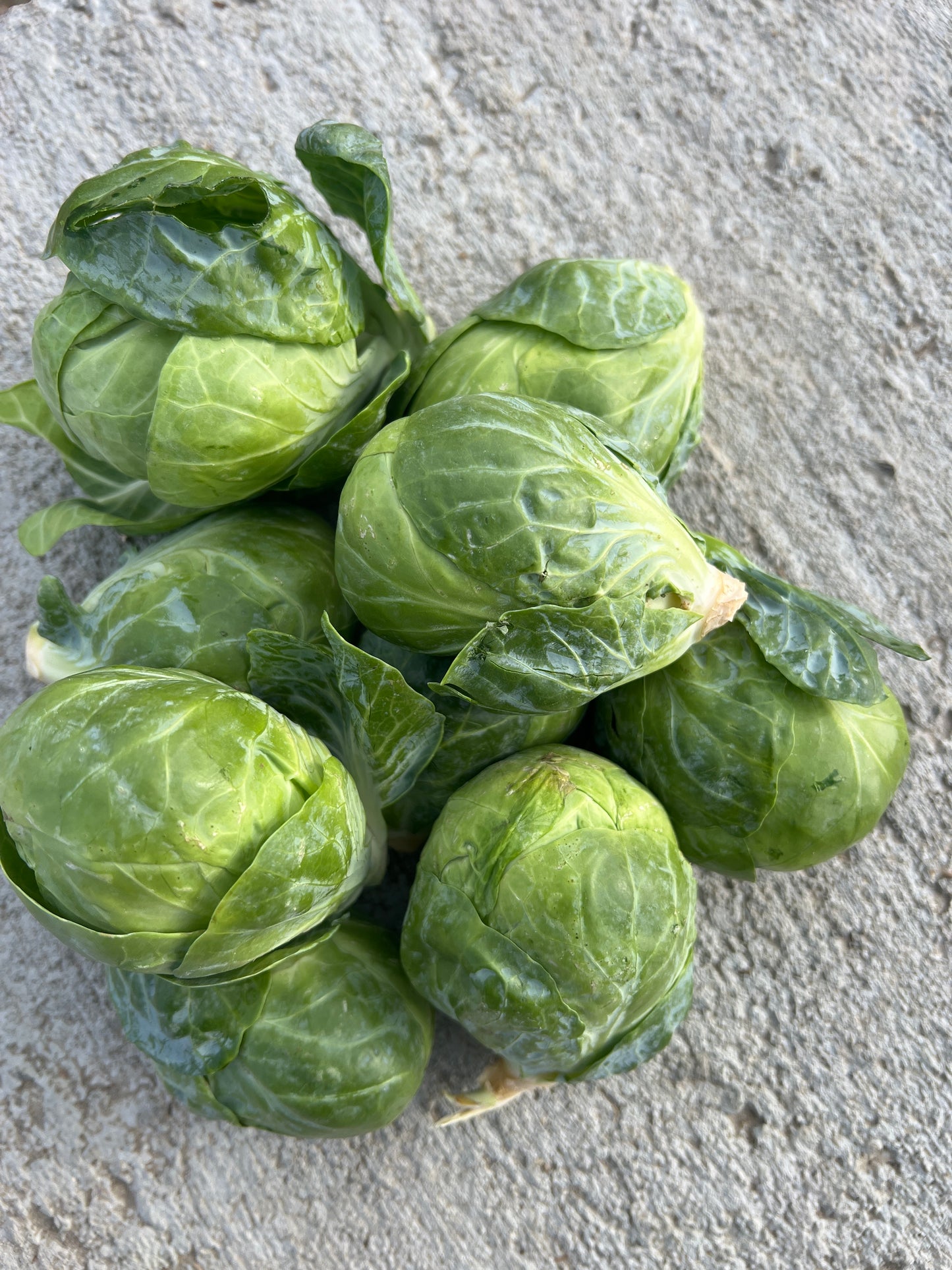 Brussels Sprouts, Conventional - BC