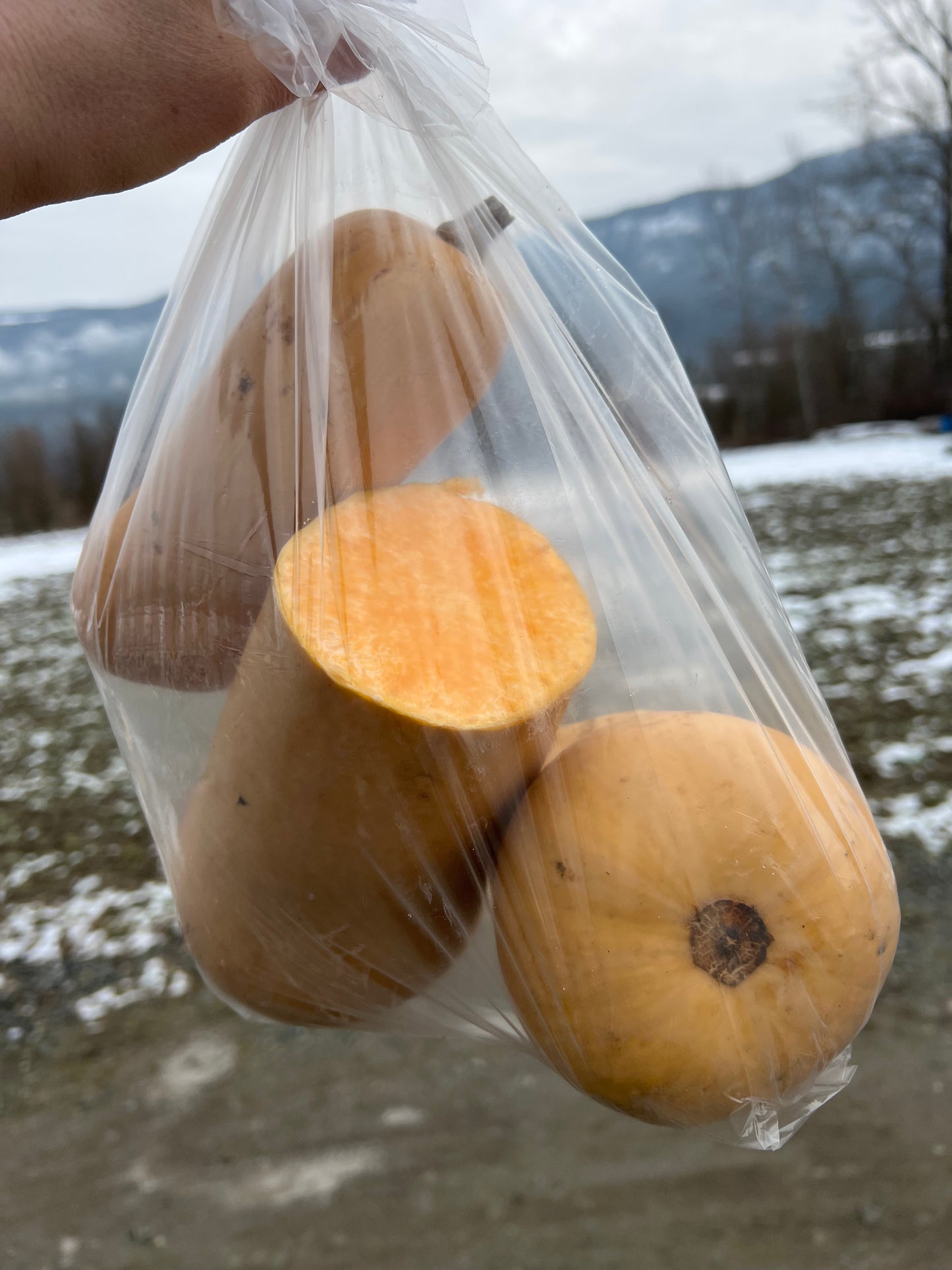 Squash, Various Varieties - IMPERFECT- Certified Organic