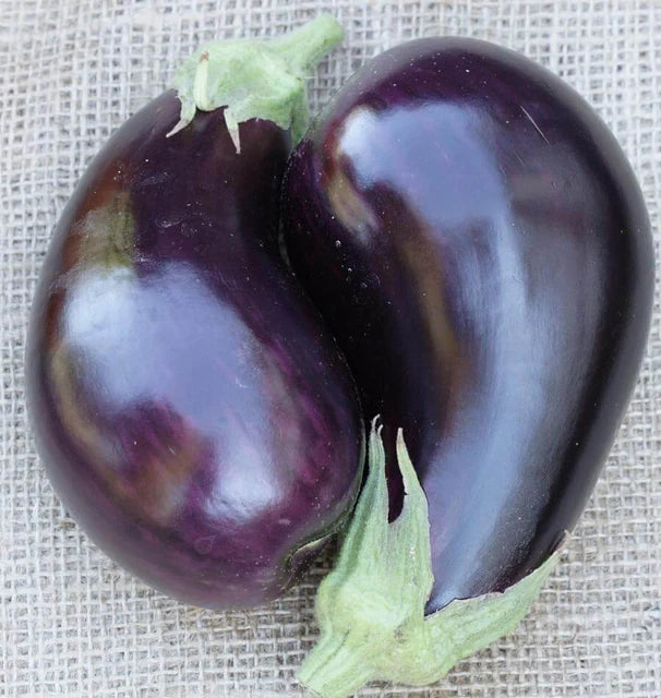 Seedling - Eggplant, Traviata