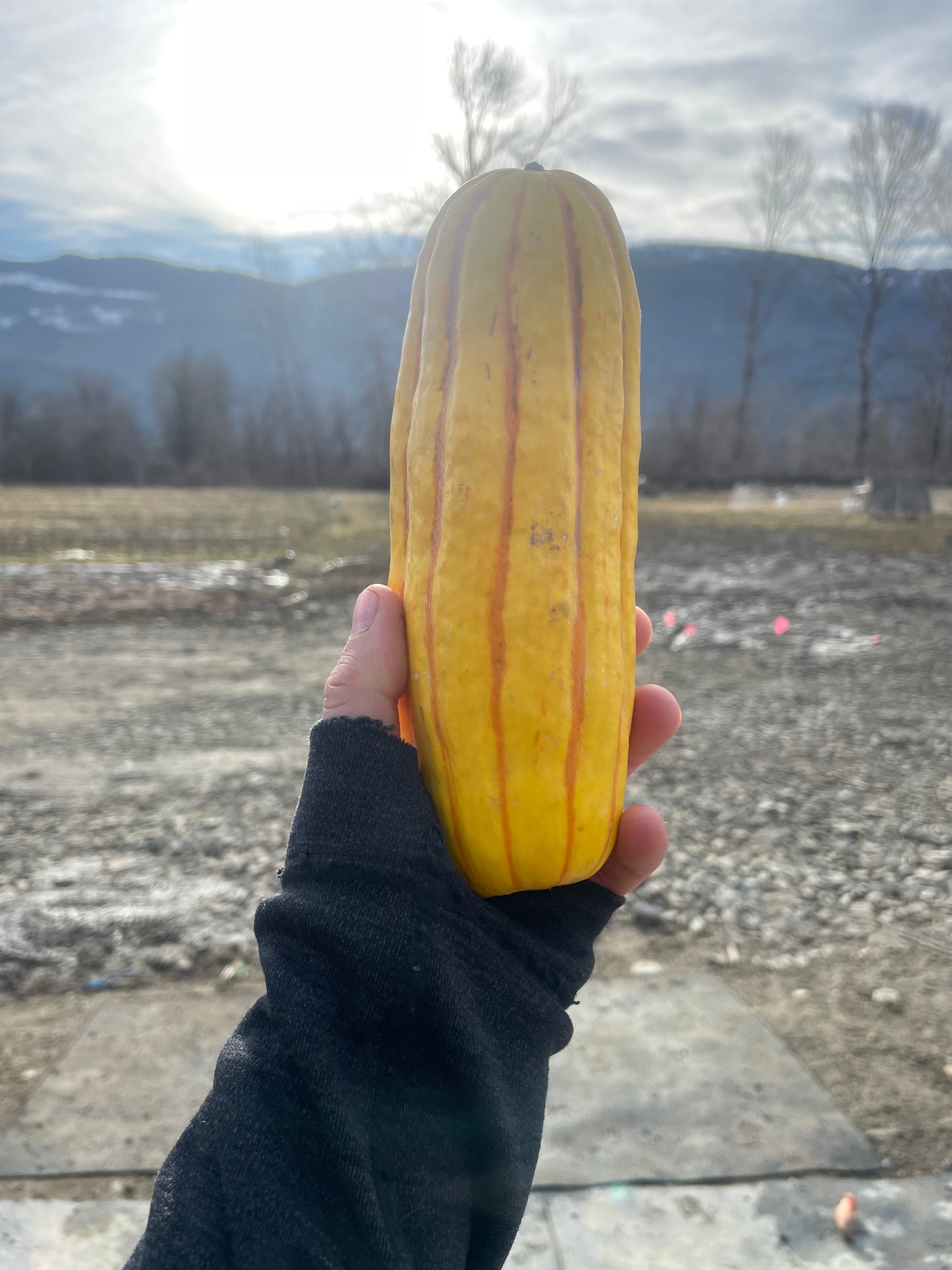 Squash, Delicata - Certified Organic - BC