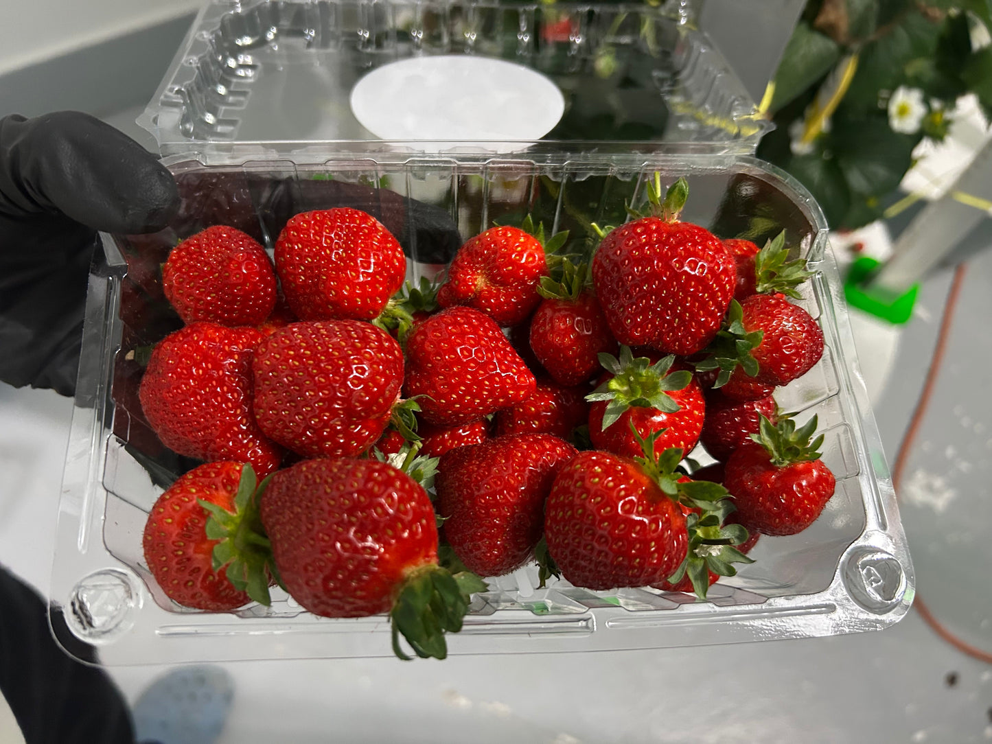BERRIES - Strawberries, Hydroponic - Vernon, BC