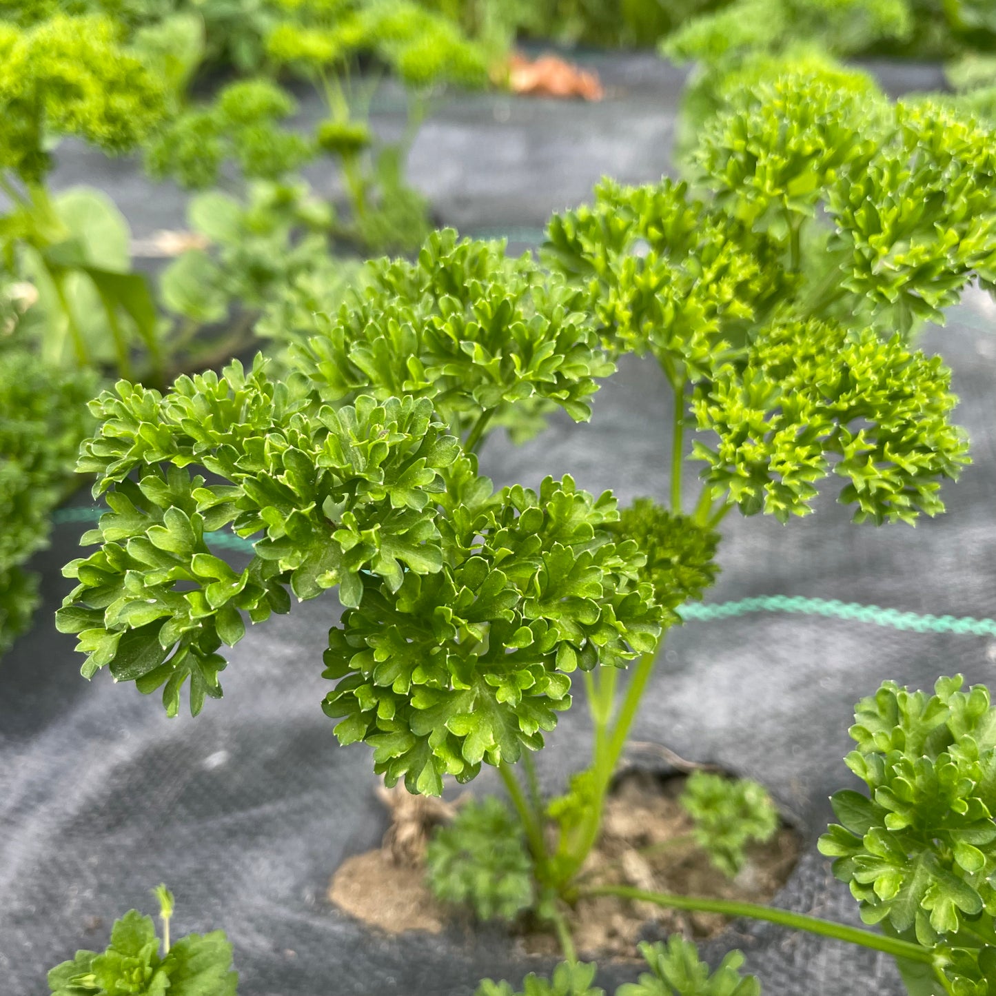 HERBS - Parsley, Certified Organic - BC
