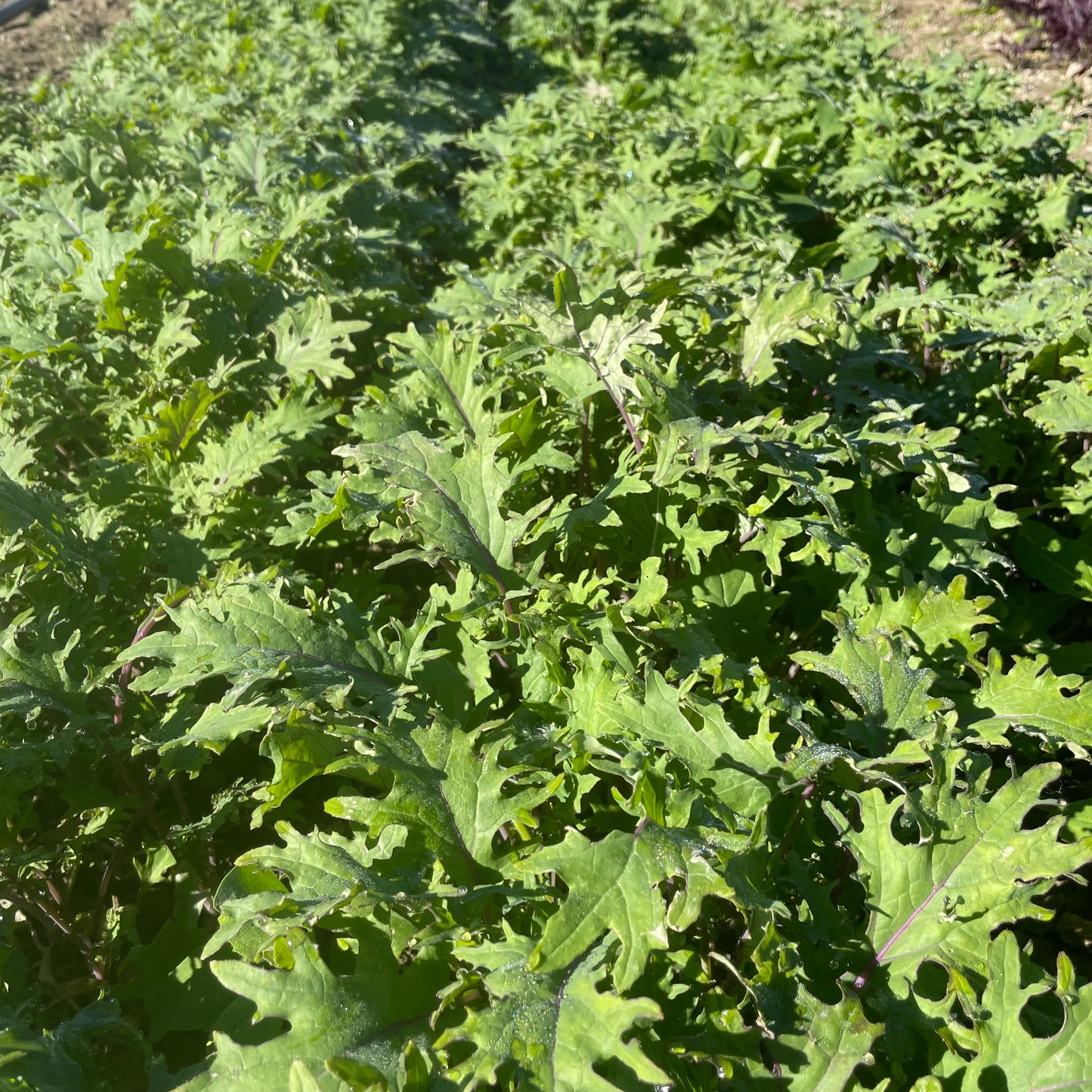 Baby Kale, Certified Organic (6oz bag) - BC
