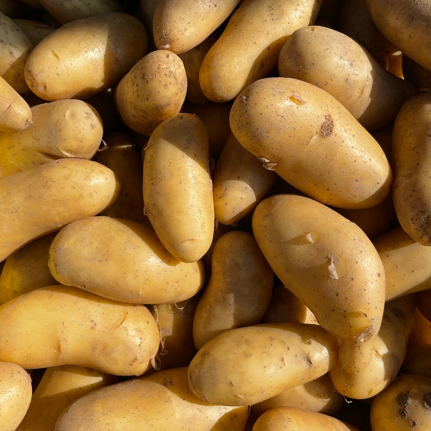 Potatoes, Irish Queens - Certified Organic - BC