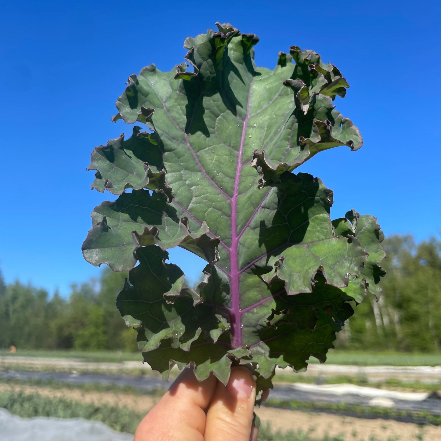 Kale - Purple, Naturally Grown
