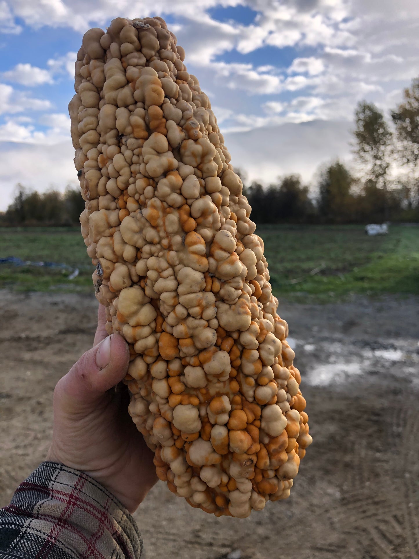 A knobbly decorative gourd held in a hand
