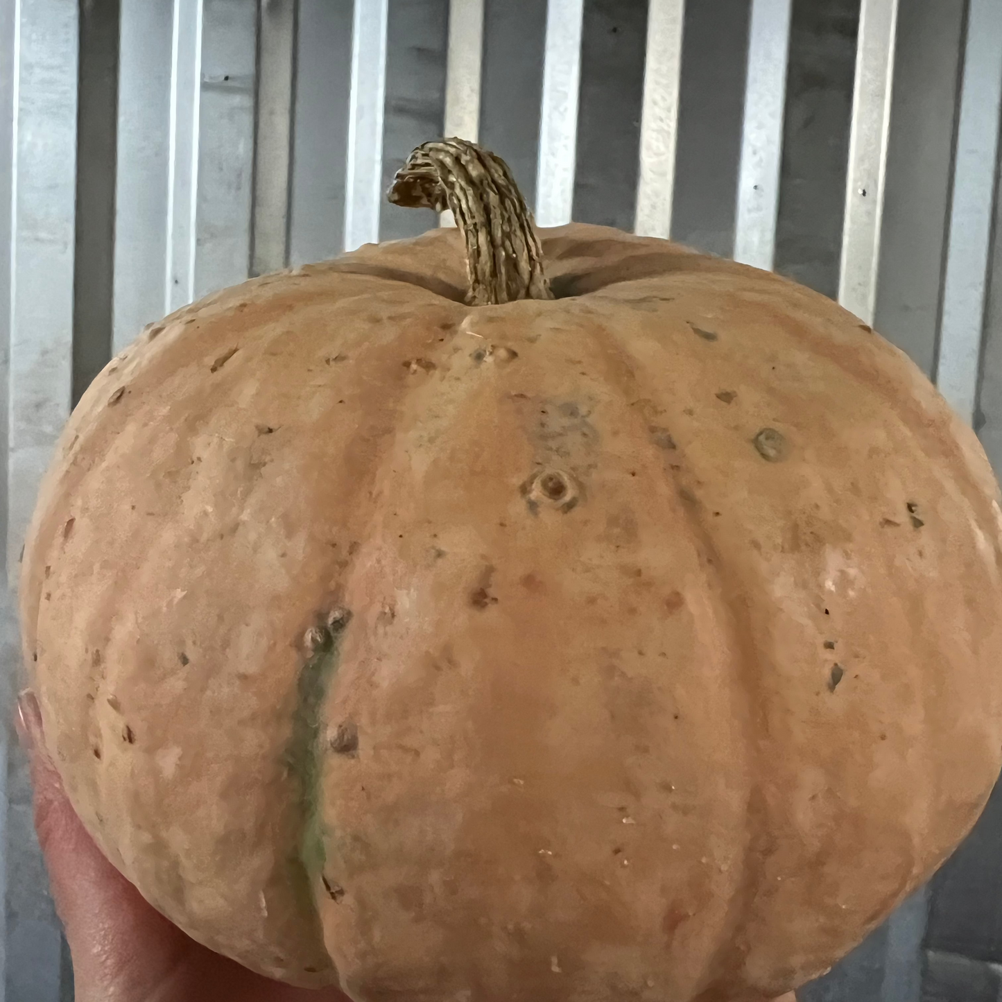 A large tan Winterblush squash held up