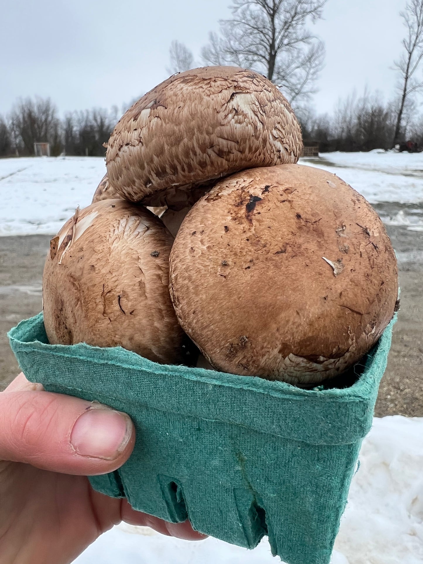 Mushroom, Brown - Conventional - BC