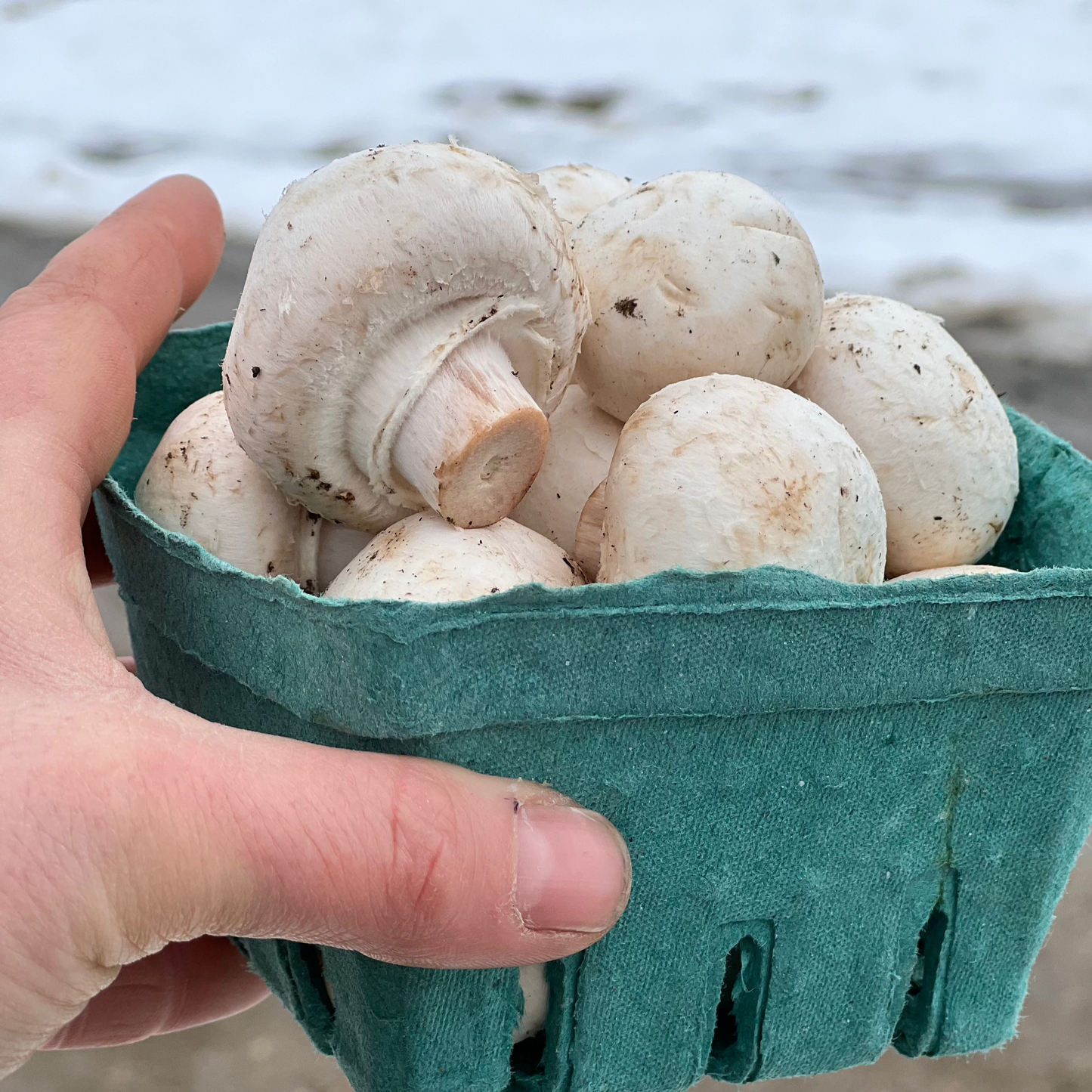 Mushroom, White Button - Conventional - BC