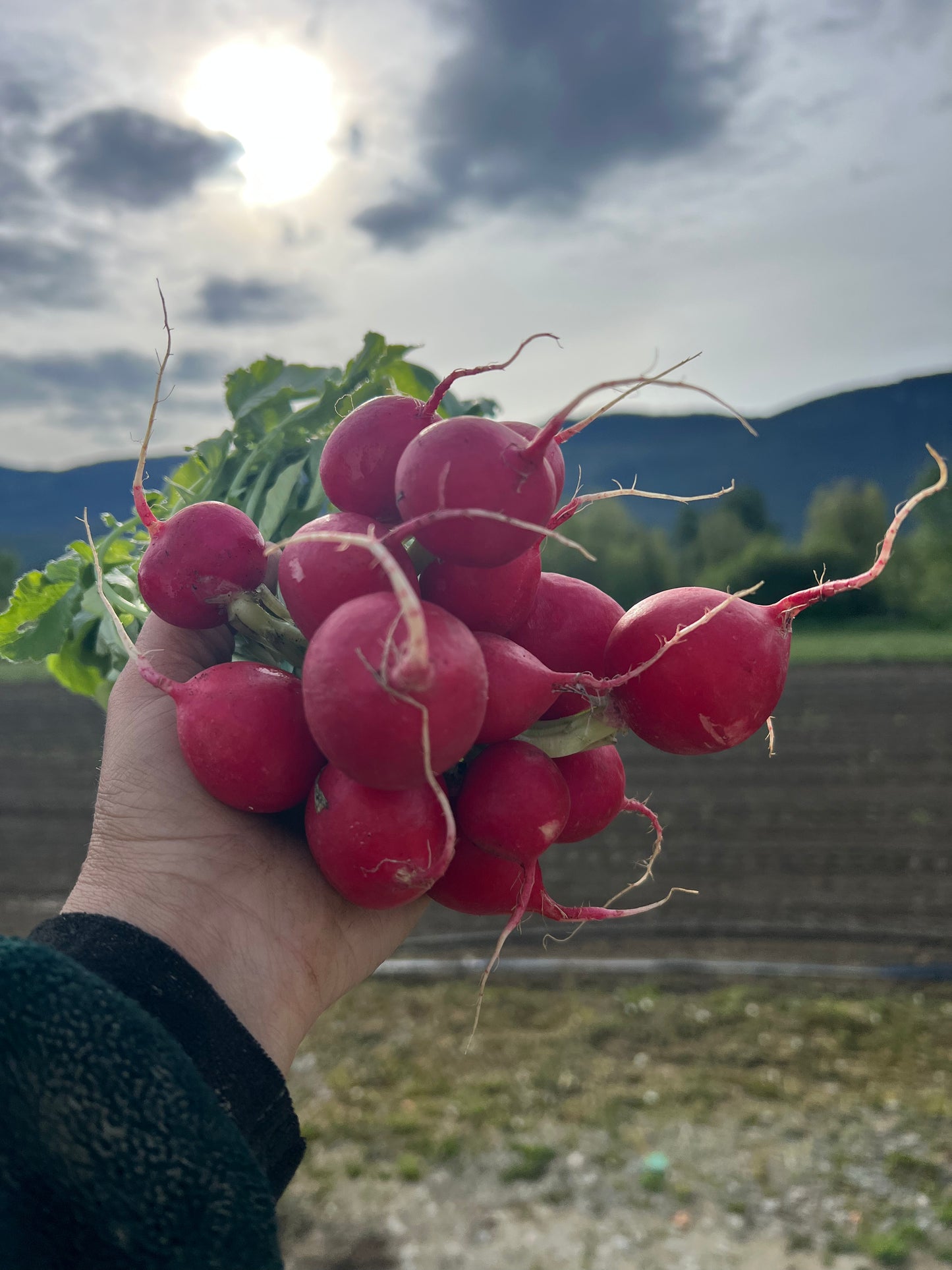 Radish - Certified Organic - BC