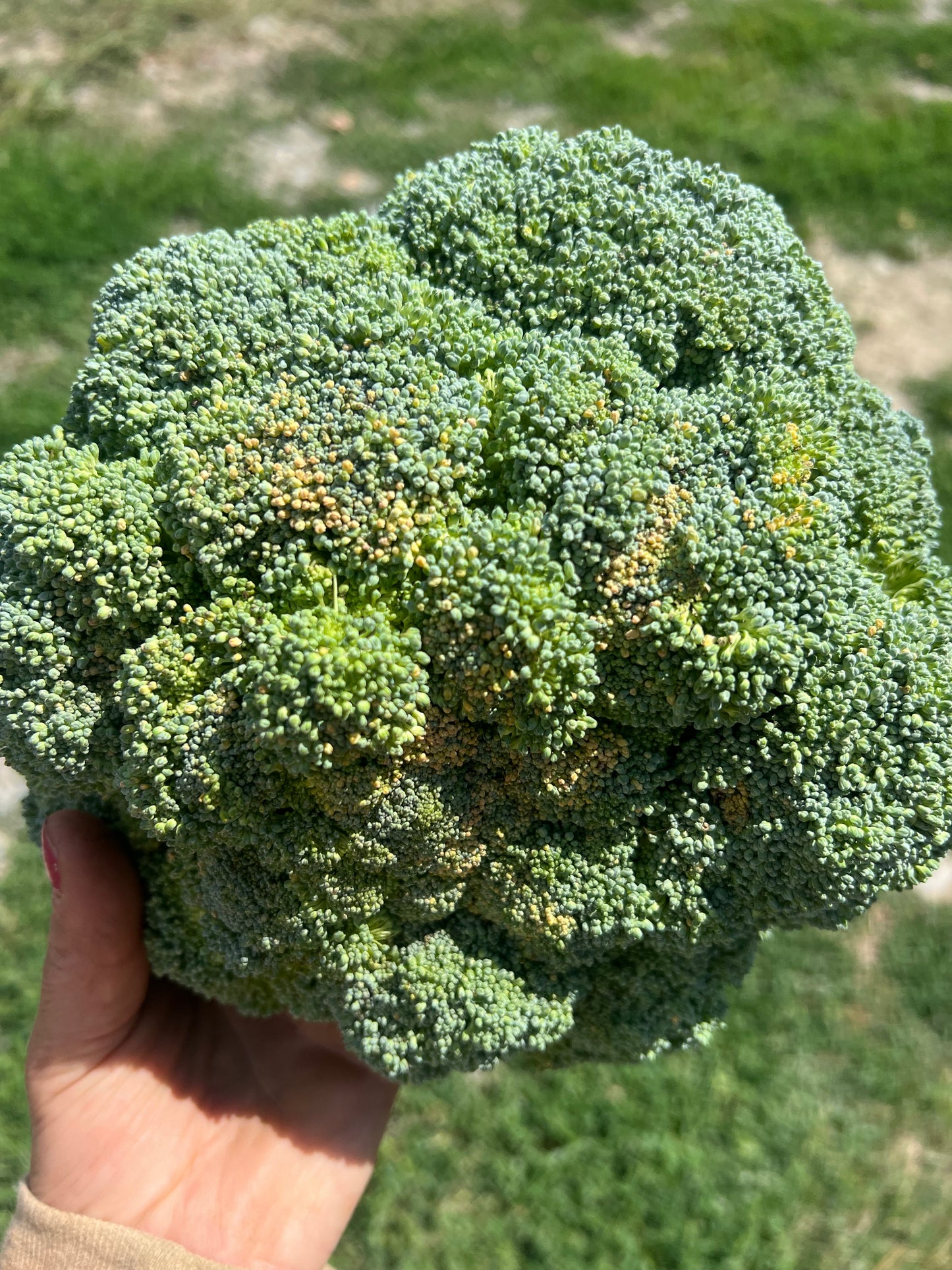 zz - IMPERFECT Broccoli, Conventional - BC