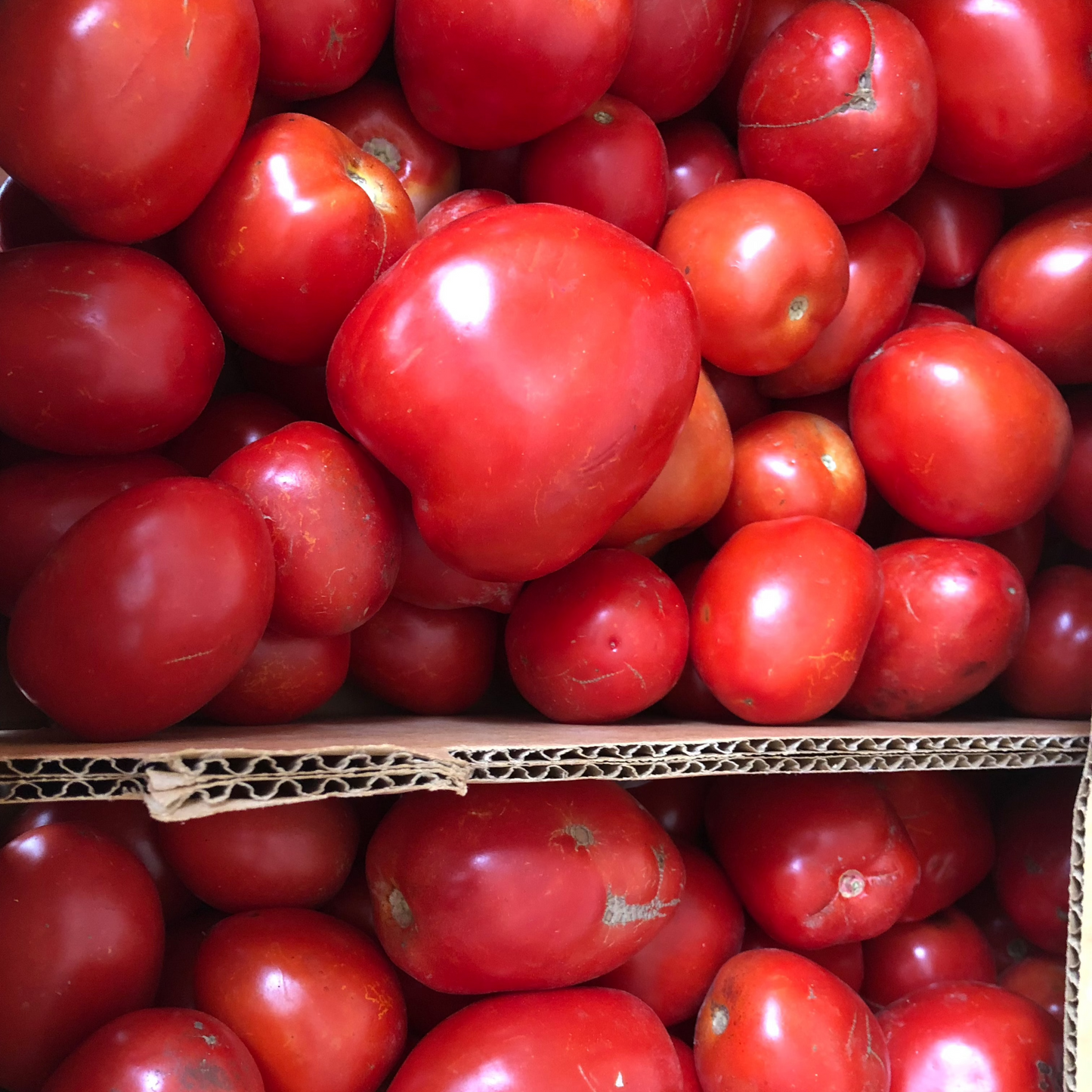 Tomato, Roma - Certified Organic - BC