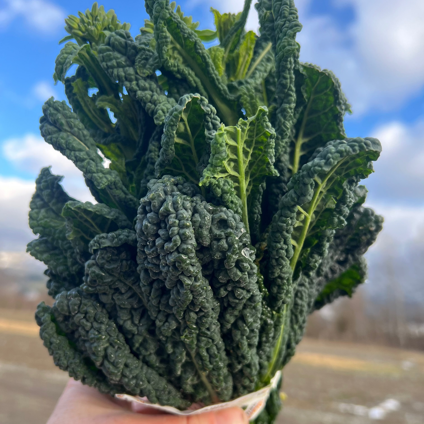 kale raab bunch held in hand