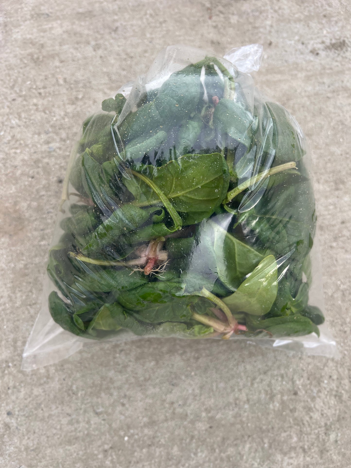 Spinach (0.5lbs bag) - Certified Organic - BC