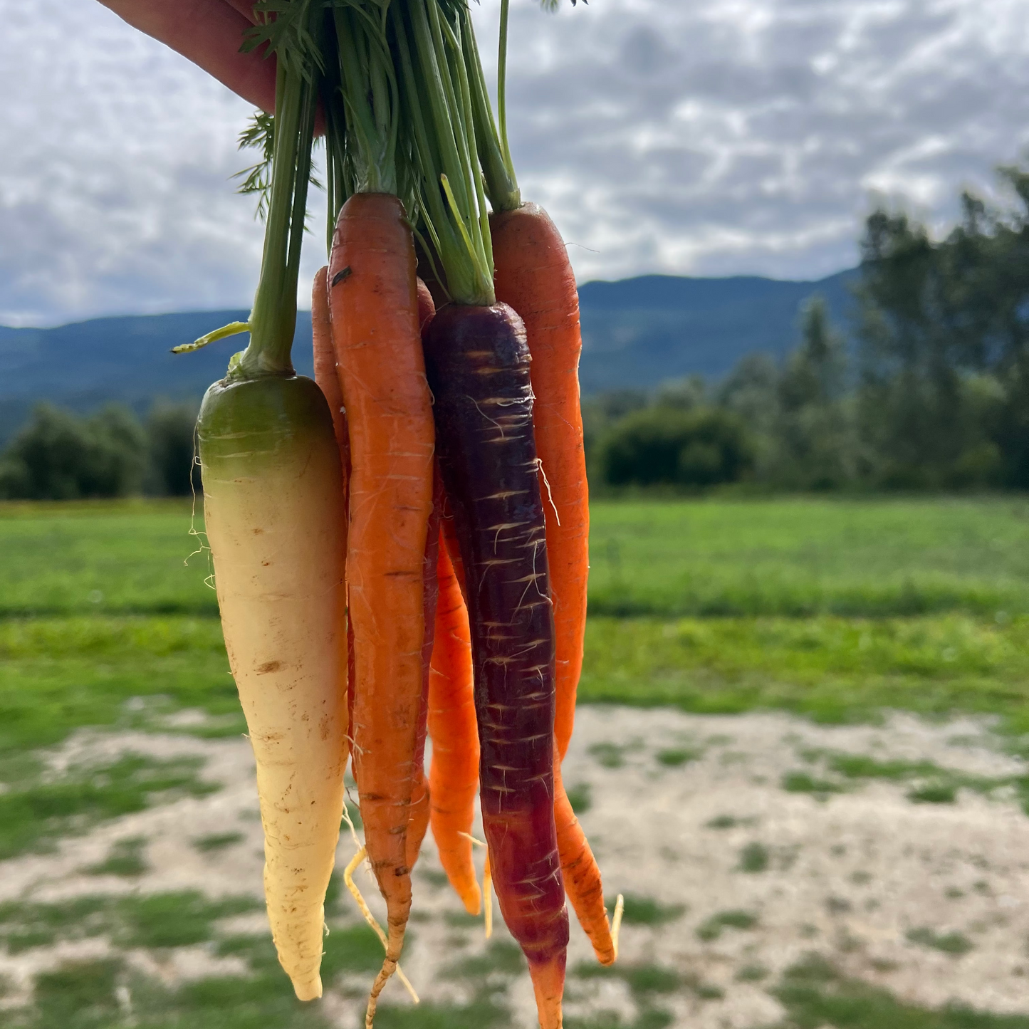Carrot Bunch, Rainbow - Certified Organic - BC