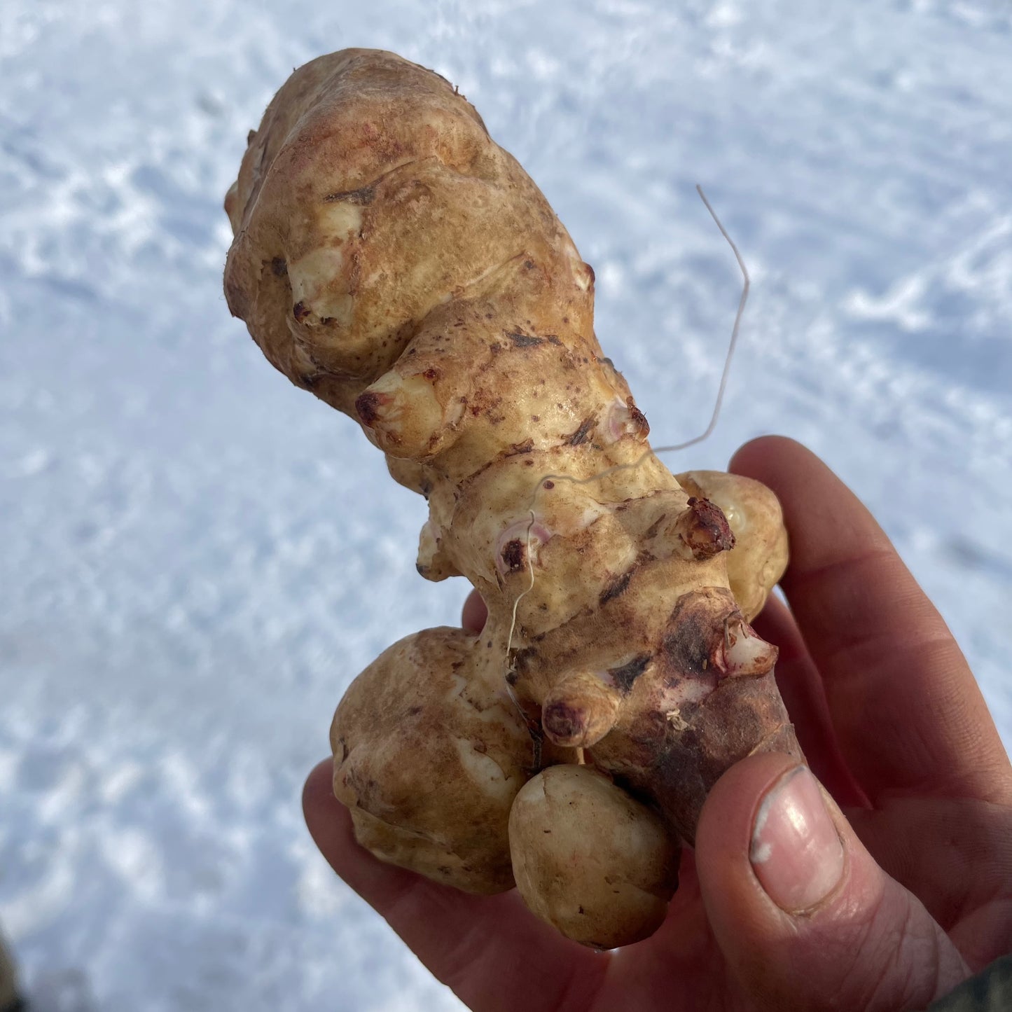 Sunchokes - Certified Organic - BC