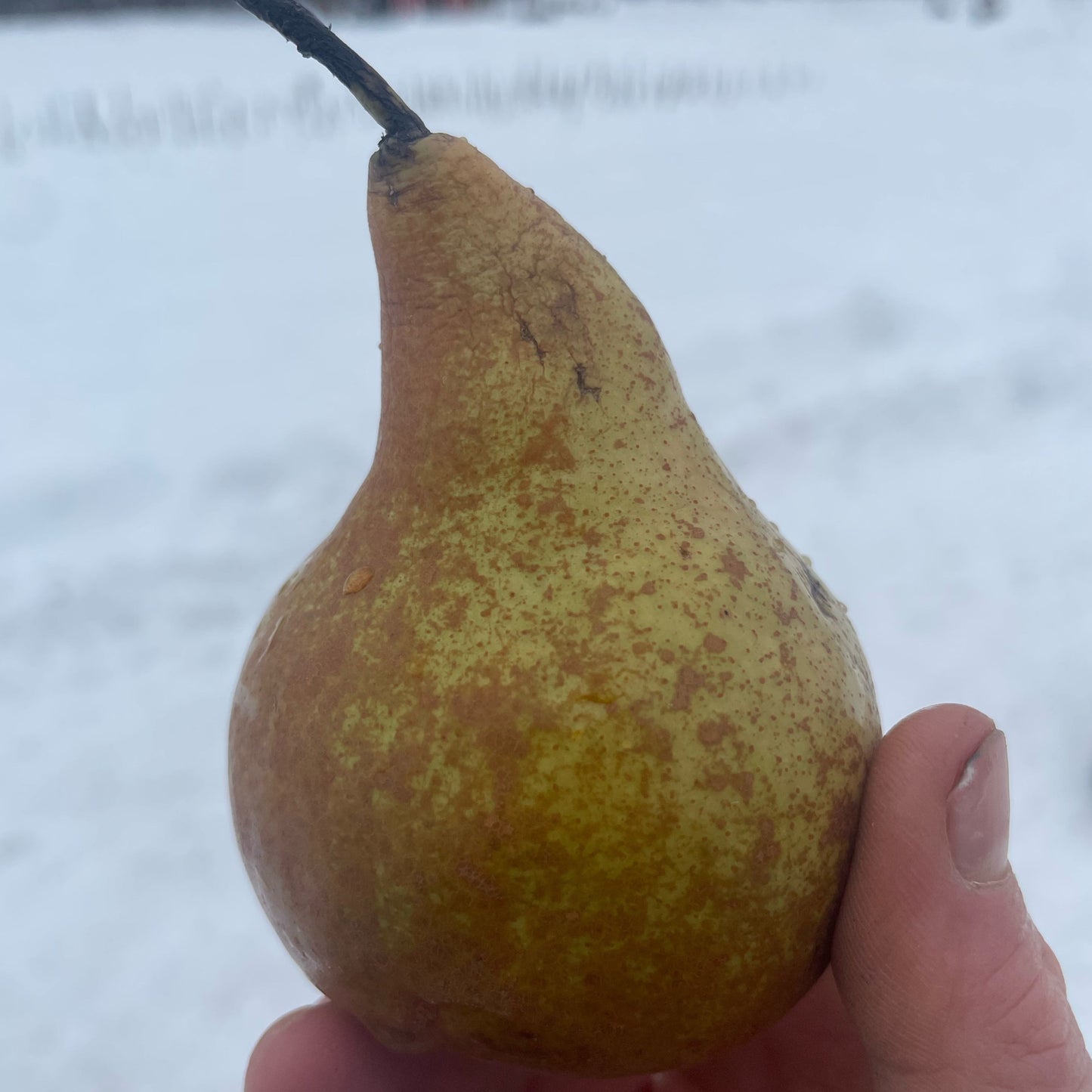 Pears, Bosc - Certified Organic - BC