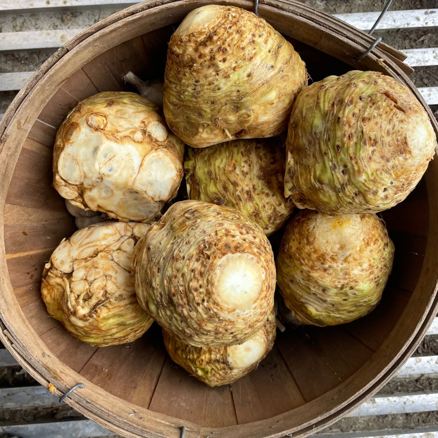 Celeriac - Certified Organic - BC