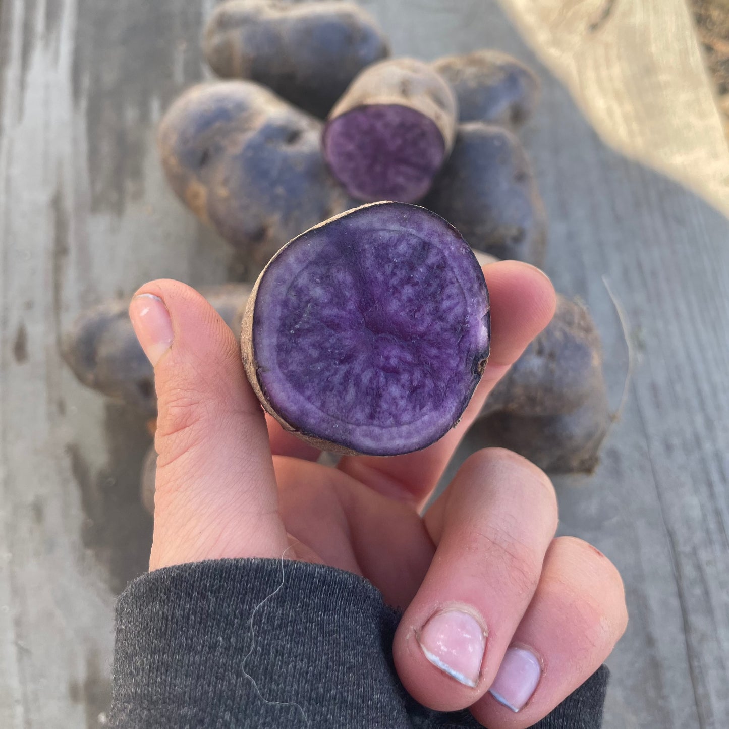 Potatoes, Purple - Certified Organic -BC
