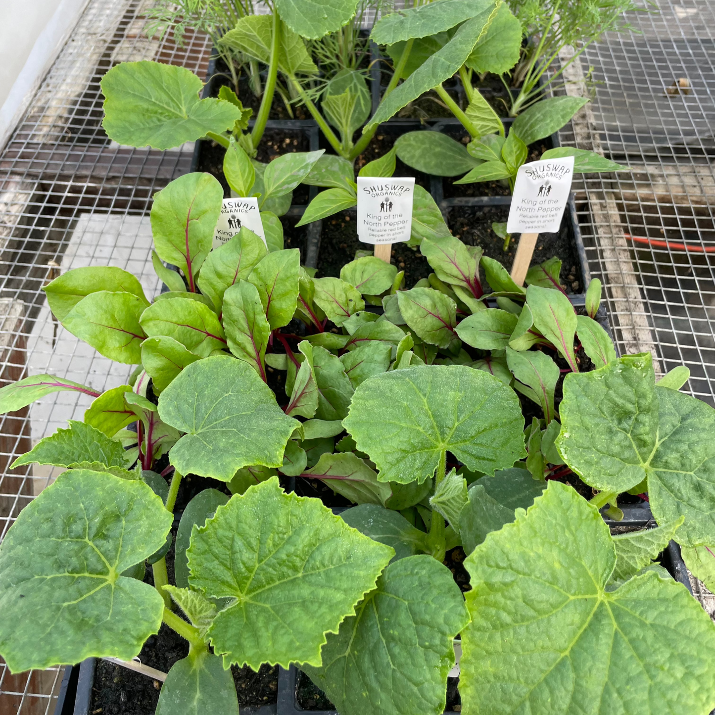 Seedling - Garden Starter Pack - Pickle Pack