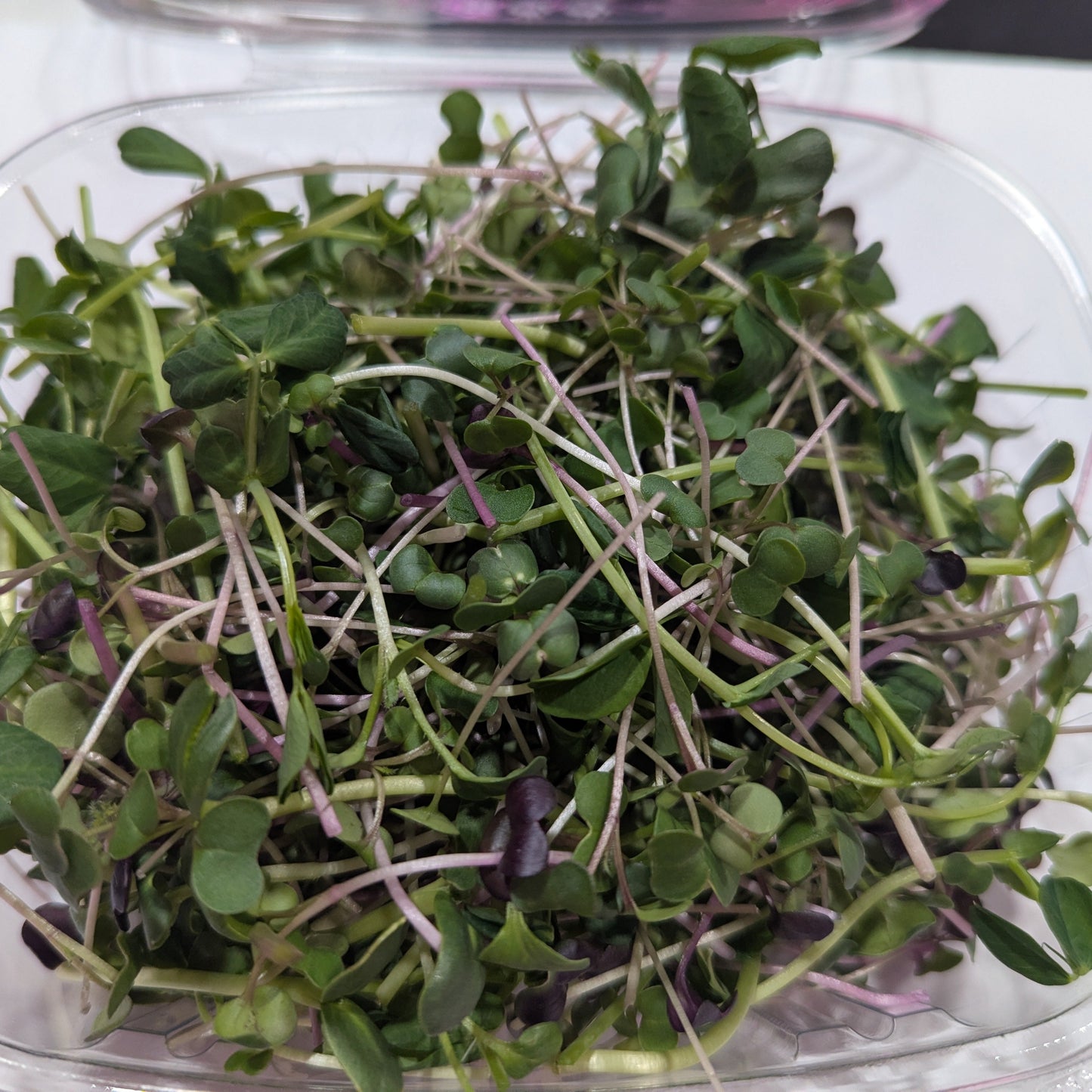 Microgreens, Rainbow Mix - BC
