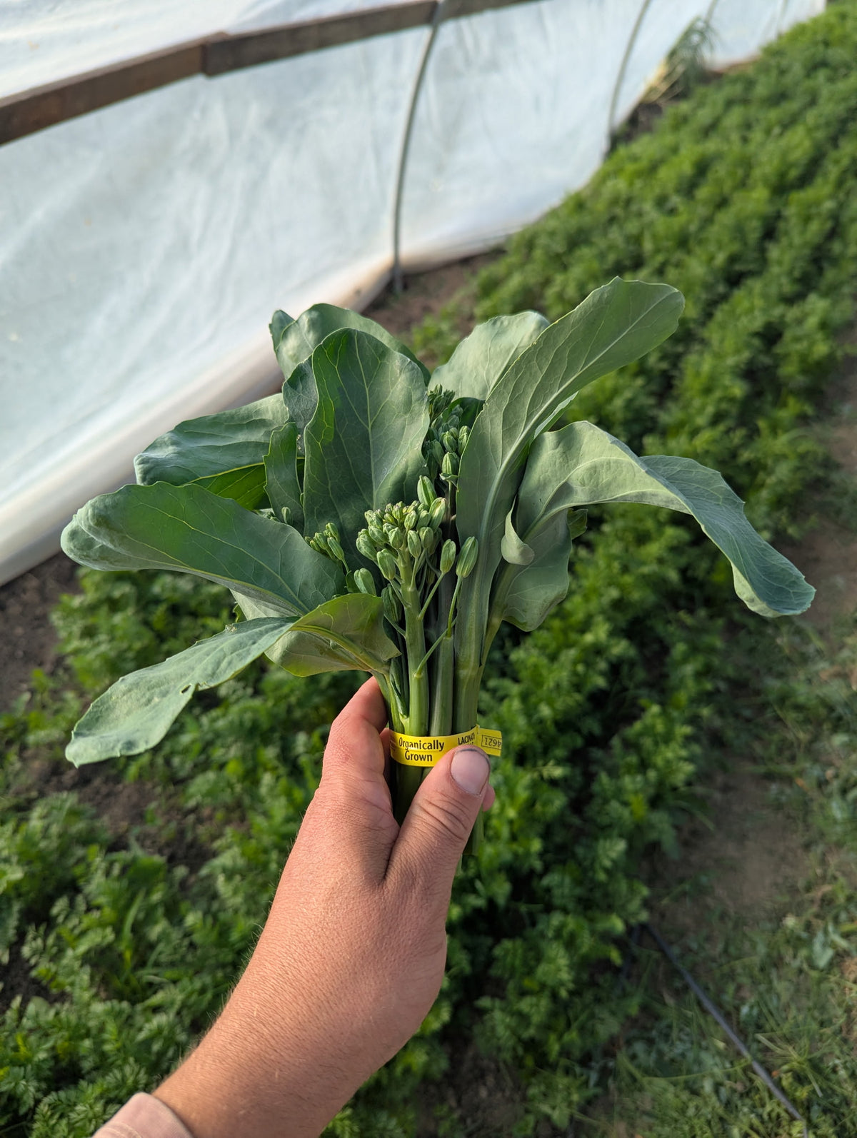 Gai Lan (Chinese Broccoli) - Certified Organic - BC