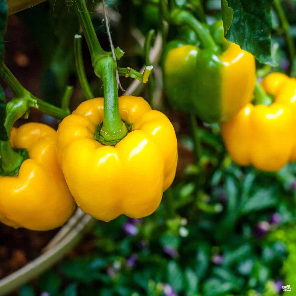 Peppers, Yellow (each) - Conventional Hot House - BC