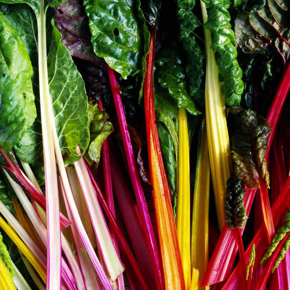 A variety of rainbow chard with colorful stems in red, yellow, green, and purple shades.