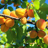 Apricots - Certified Organic - BC