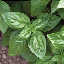 Seedling - Basil, Genovese