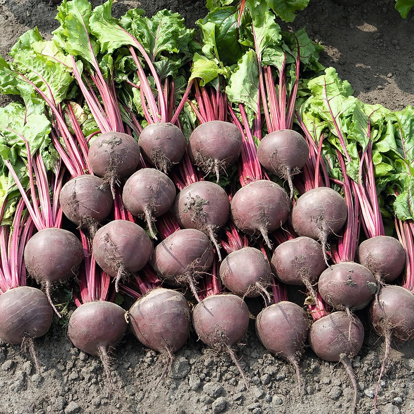 A group of fresh beetroots with green tops laid out on soil.