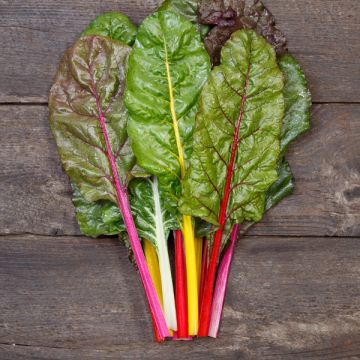Chard - Rainbow, Certified Organic - BC