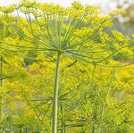 Seedling - Dill, Bouquet