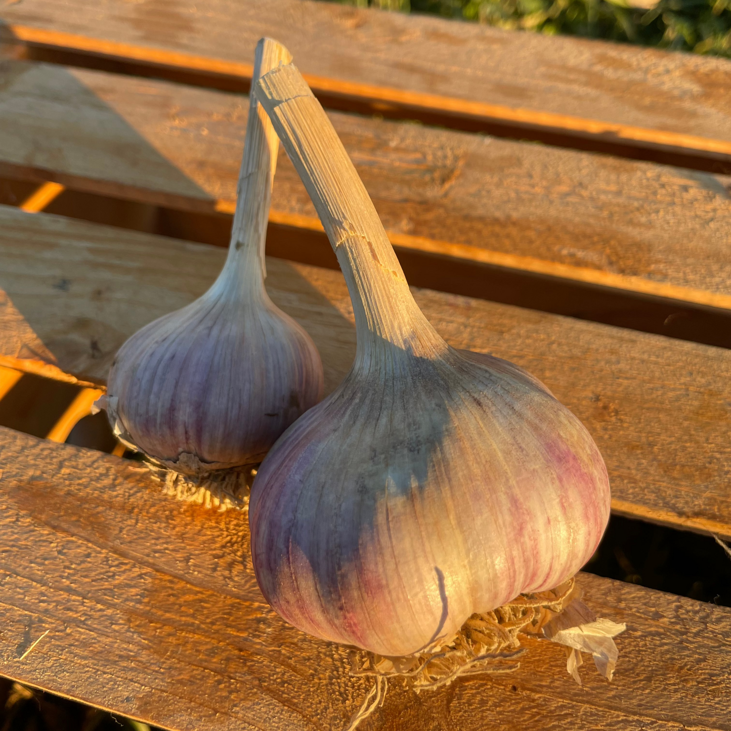 Garlic, Cured - Certified Organic - BC
