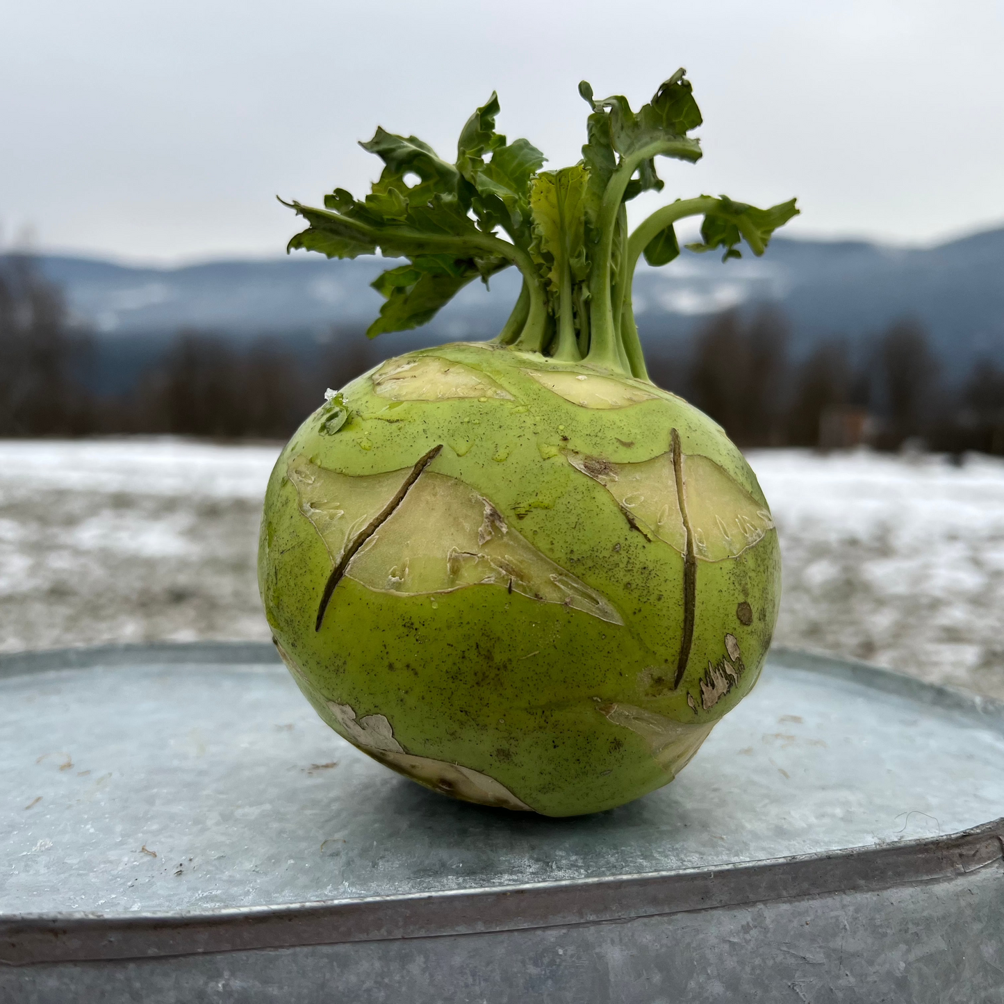 Kohlrabi (Green), Certified Organic - BC