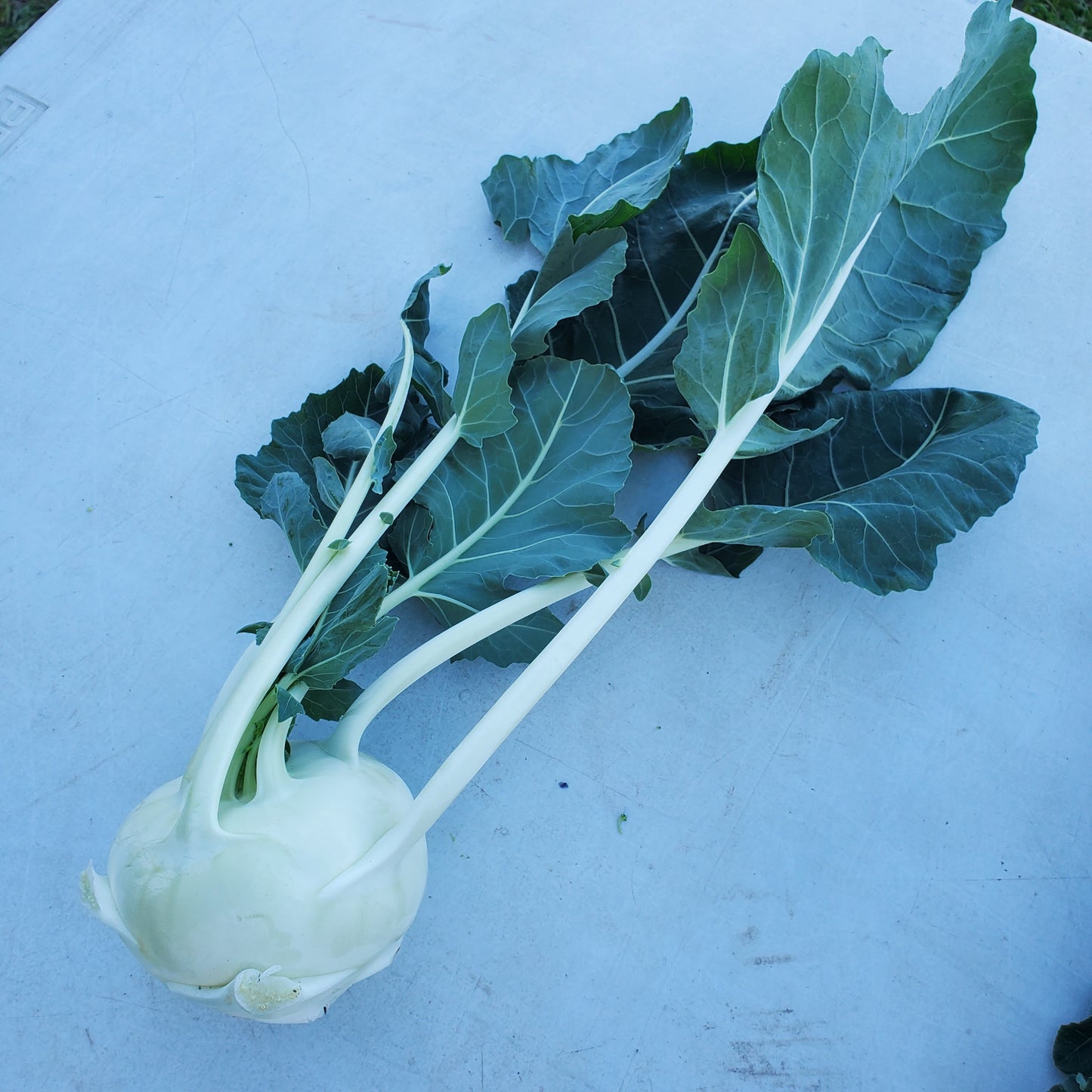 Kohlrabi, Certified Organic - BC