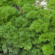 Seedling - Parsley, Krausa