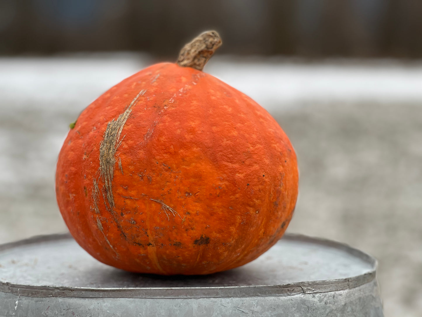 Squash, Red Kuri - Certified Organic, BC