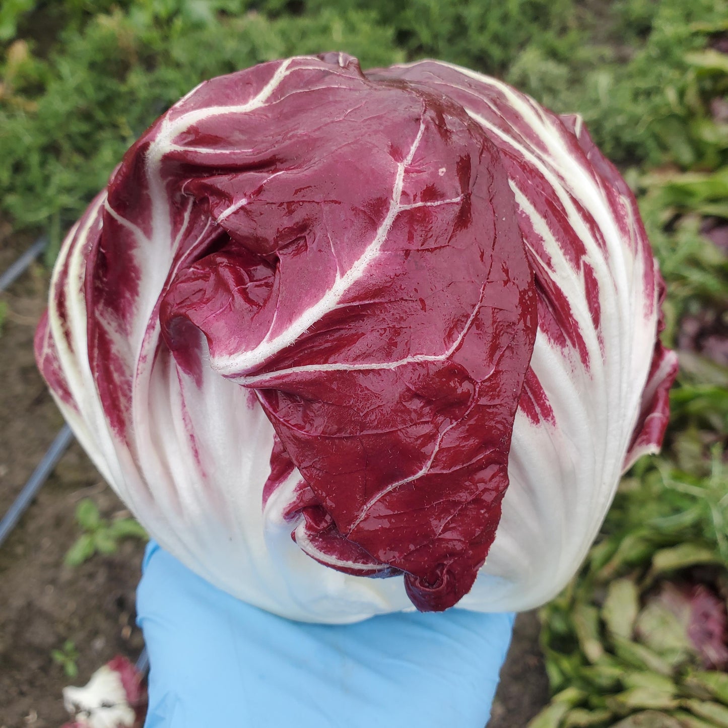 Radicchio, Red - Certified Organic - BC