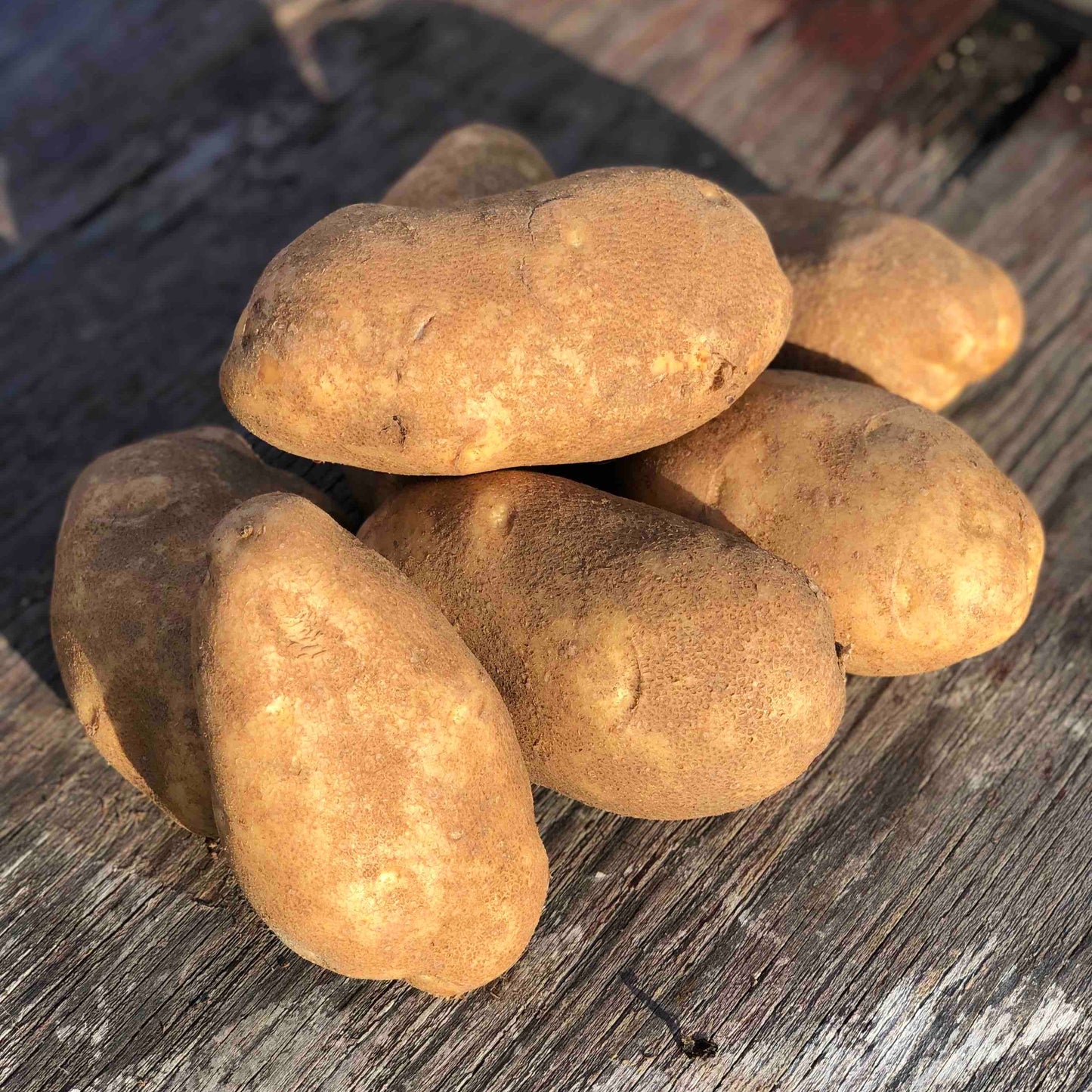 Potatoes, Russet - Certified Organic - BC