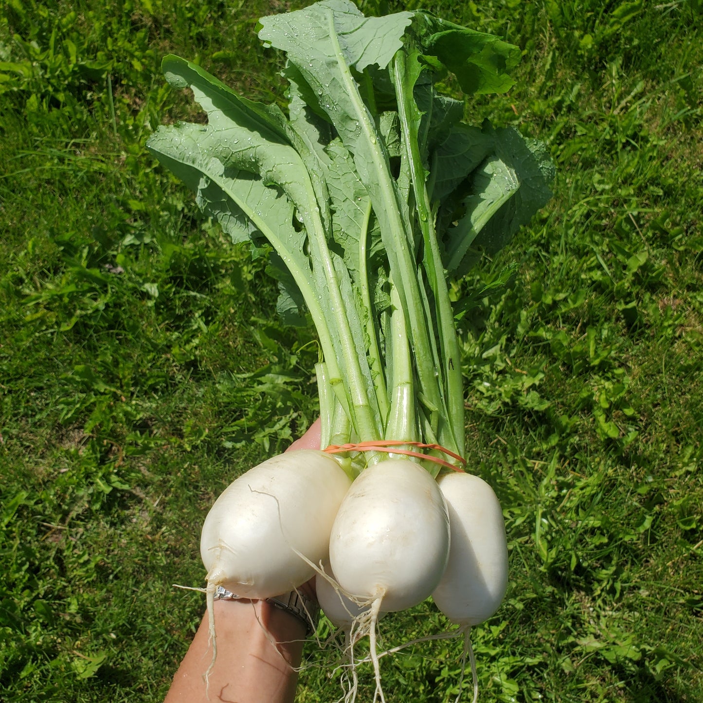 Salad Turnips, bunch - Certified Organic - BC