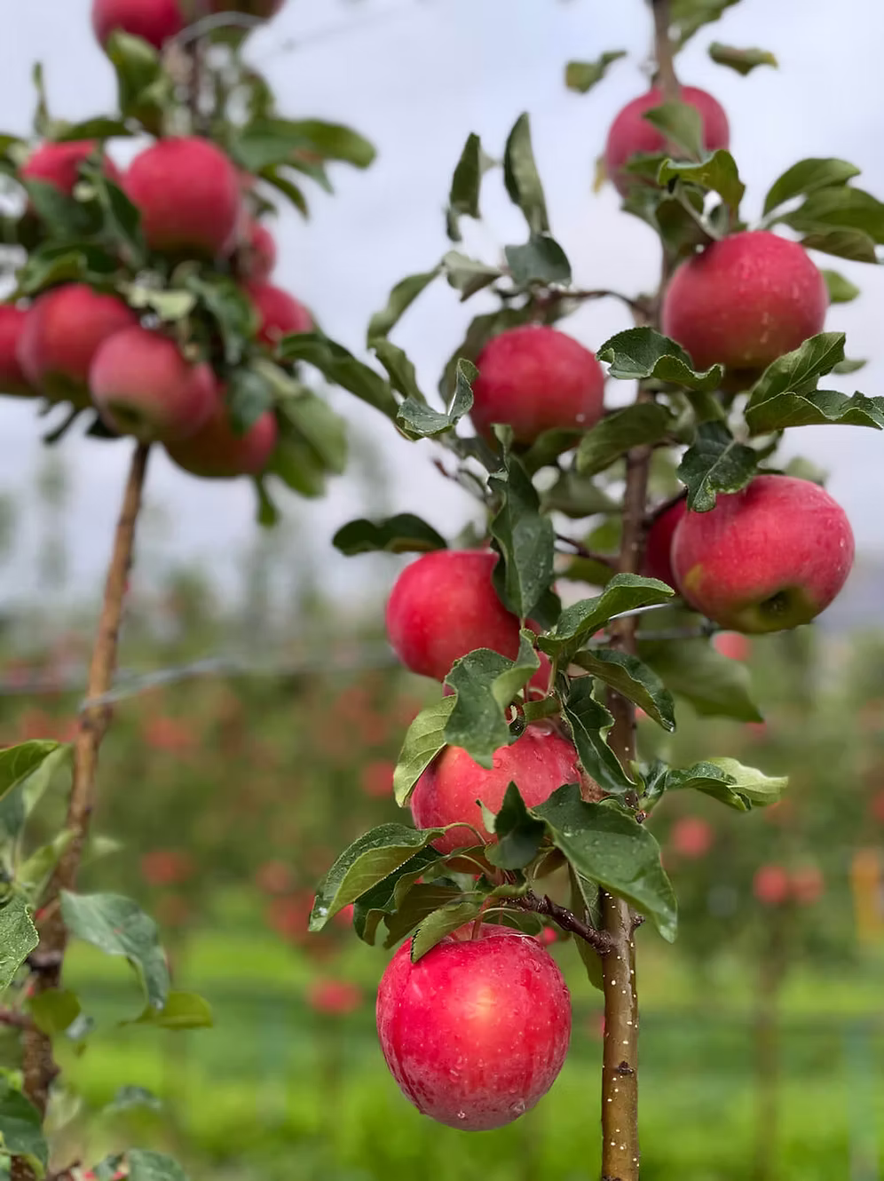 Apples, Salish - Certified Organic - BC