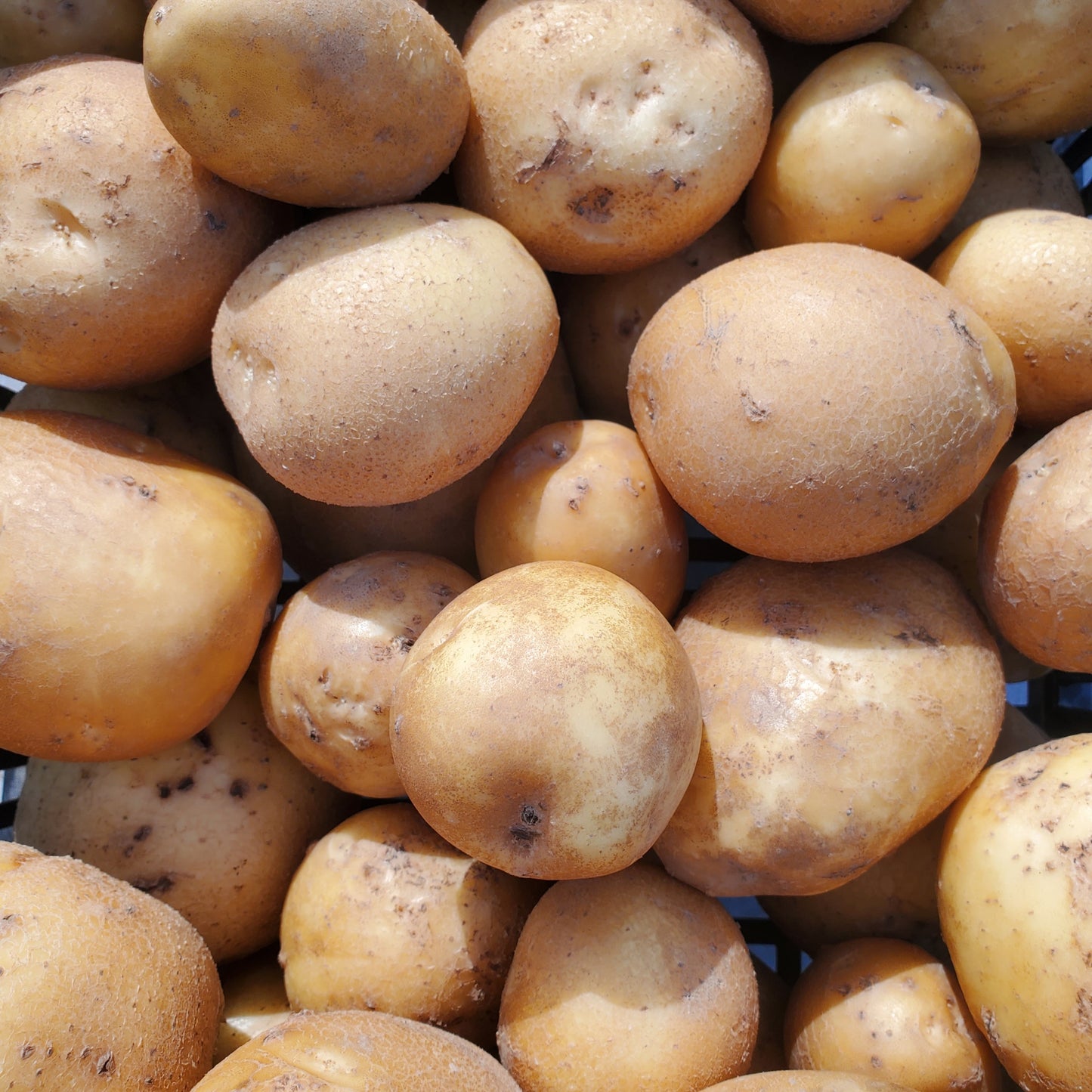 Potatoes, Satina (Yellow) - Certified Organic - BC